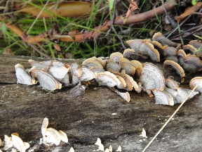 Cluster of mushrooms